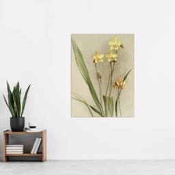 "Artery8 F Sander Spathoglottis Kimballiana Orchid Flowers Wall Art Print - Size: W12"" x H16""" - thumbnail 4