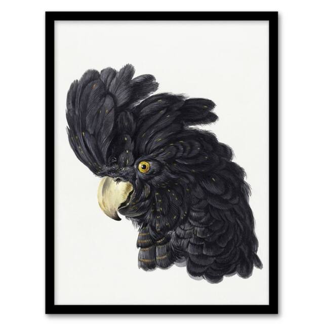"Artery8 Head of a Black Cockatoo Watercolour Schouman Framed Wall Art Print in White - Size: W12"" x H16""" - image 1