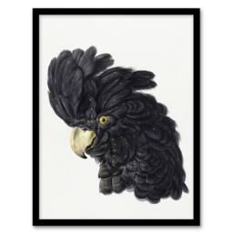 "Artery8 Head of a Black Cockatoo Watercolour Schouman Framed Wall Art Print in White - Size: W12"" x H16""" - thumbnail 1