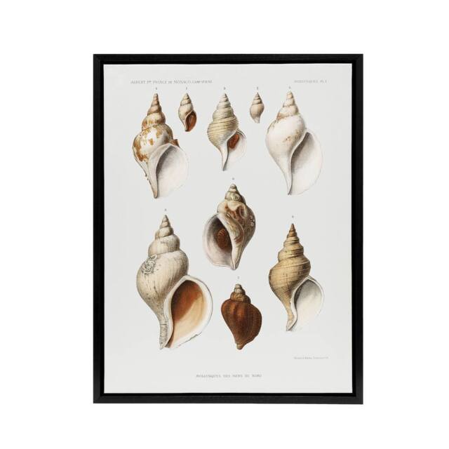 "Artery8 Molluscs of the Northern Seas Albert I Framed Canvas Wall Art Print in White - Size: W12"" x H16""" - image 1