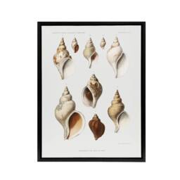 "Artery8 Molluscs of the Northern Seas Albert I Framed Canvas Wall Art Print in White - Size: W12"" x H16""" - thumbnail 1