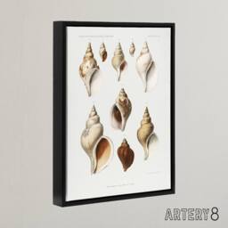 "Artery8 Molluscs of the Northern Seas Albert I Framed Canvas Wall Art Print in White - Size: W12"" x H16""" - thumbnail 2