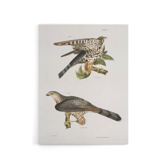 "Artery8 James De Kay Pigeon Hawk & Coopers Hawk Canvas Wall Art Print in White - Size: W12"" x H16""" - image 1