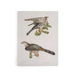 "Artery8 James De Kay Pigeon Hawk & Coopers Hawk Canvas Wall Art Print in White - Size: W12"" x H16""" - thumbnail 1