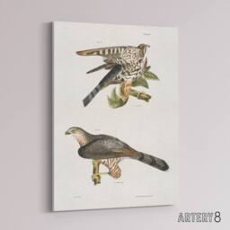 "Artery8 James De Kay Pigeon Hawk & Coopers Hawk Canvas Wall Art Print in White - Size: W12"" x H16""" - thumbnail 2