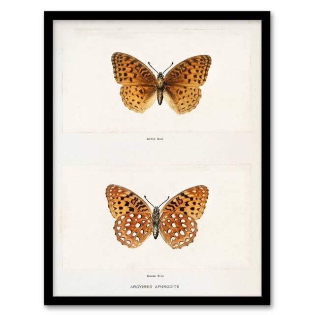 Artery8 Sherman Denton Framed Wall Art Print Aphrodite Fritillary Butterfly in White - Size: A4 - image 1