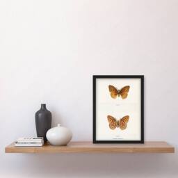 Artery8 Sherman Denton Framed Wall Art Print Aphrodite Fritillary Butterfly in White - Size: A4 - thumbnail 2