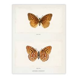 Artery8 Sherman Denton Framed Wall Art Print Aphrodite Fritillary Butterfly in White - Size: A4 - thumbnail 3