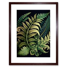 "Artery8 Wall Art Print Ernst Haeckel Style Fern Fronds Leaf Artwork Framed 9X7 Inch in Brown - Size: W7"" x H9""" - thumbnail 1