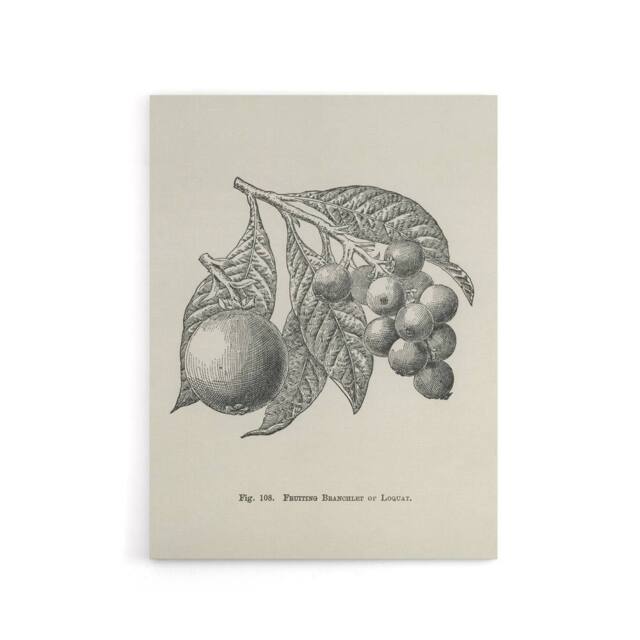 "Artery8 Fruit Growers Guide Vintage Loquat Artwork Wright Canvas Art Print in White - Size: W12"" x H16""" - image 1