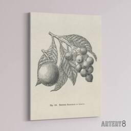 "Artery8 Fruit Growers Guide Vintage Loquat Artwork Wright Canvas Art Print in White - Size: W12"" x H16""" - thumbnail 2