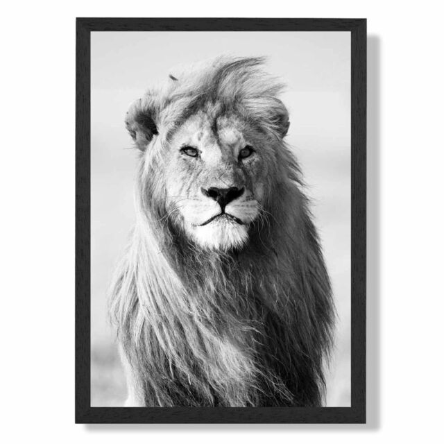 ARTZE Regal Lion Animal Black & White Photo Framed Print SIZE: A3 with Black Frame - Size: A4 - image 1