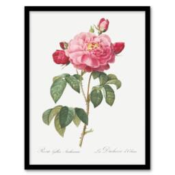 Artery8 French Rose Botanical Redoute Vintage Framed Wall Art Print in White - Size: A4 - thumbnail 1