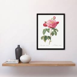 Artery8 French Rose Botanical Redoute Vintage Framed Wall Art Print in White - Size: A4 - thumbnail 4