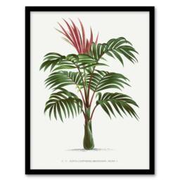 "Artery8 Kentiopsis Macrocarpa Palm Tree Kerchove Framed Wall Art Print in White - Size: W12"" x H16""" - thumbnail 1