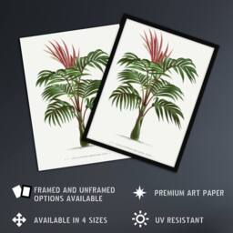"Artery8 Kentiopsis Macrocarpa Palm Tree Kerchove Framed Wall Art Print in White - Size: W12"" x H16""" - thumbnail 2