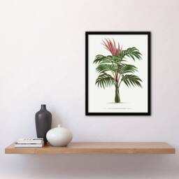 "Artery8 Kentiopsis Macrocarpa Palm Tree Kerchove Framed Wall Art Print in White - Size: W12"" x H16""" - thumbnail 4