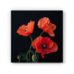 Warren Reed - Designer Poppies Canvas - Size: w10 inch x h10 inch - thumbnail 2