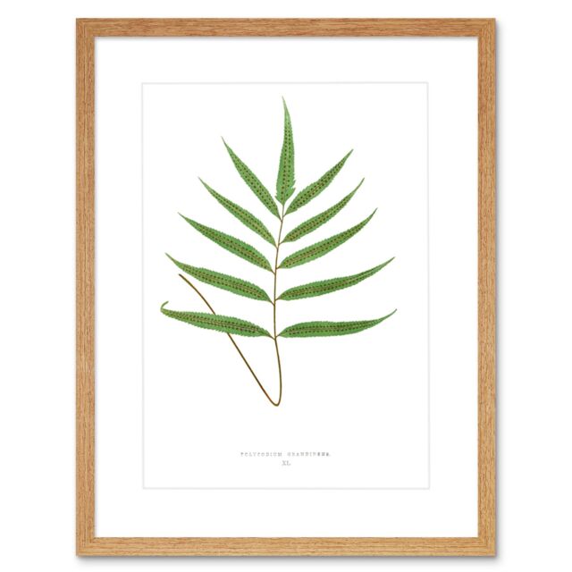 "Artery8 Wall Art Print Fern Polypodium Grandidens Art Framed 9x7 inch in Beige - Size: W7"" x H9""" - image 1