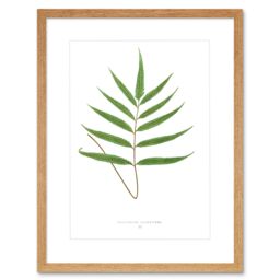 "Artery8 Wall Art Print Fern Polypodium Grandidens Art Framed 9x7 inch in Beige - Size: W7"" x H9""" - thumbnail 1