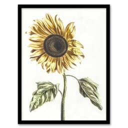"Artery8 Sunflower Vintage Flower Painting Teyler Framed Wall Art Print in White - Size: W12"" x H16""" - thumbnail 1