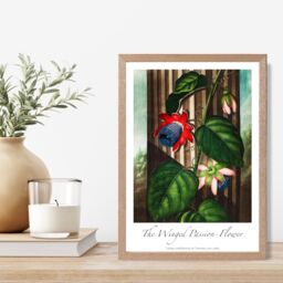 ARTZE Vintage Floral Exhibition - Winged Passion Flower Framed Print SIZE: A3 with Oak Frame in Red - Size: A4 - thumbnail 2
