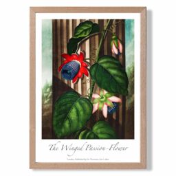 ARTZE Vintage Floral Exhibition - Winged Passion Flower Framed Print SIZE: A3 with Oak Frame in Red - Size: A4