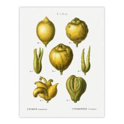 "Artery8 Lemon Citrus Fruit Illustration Redoute Vintage Wall Art Print Poster in White - Size: W12"" x H16""" - thumbnail 1