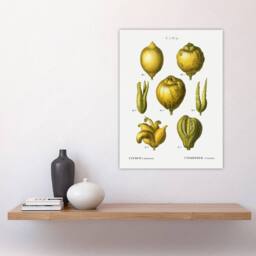 "Artery8 Lemon Citrus Fruit Illustration Redoute Vintage Wall Art Print Poster in White - Size: W12"" x H16""" - thumbnail 4
