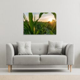 Benjamin Tate Design corn & sun close up (Canvas Print) / 114 x 77 x 4cm in Natural - Size: 114 x 77 x 4 cm - thumbnail 1