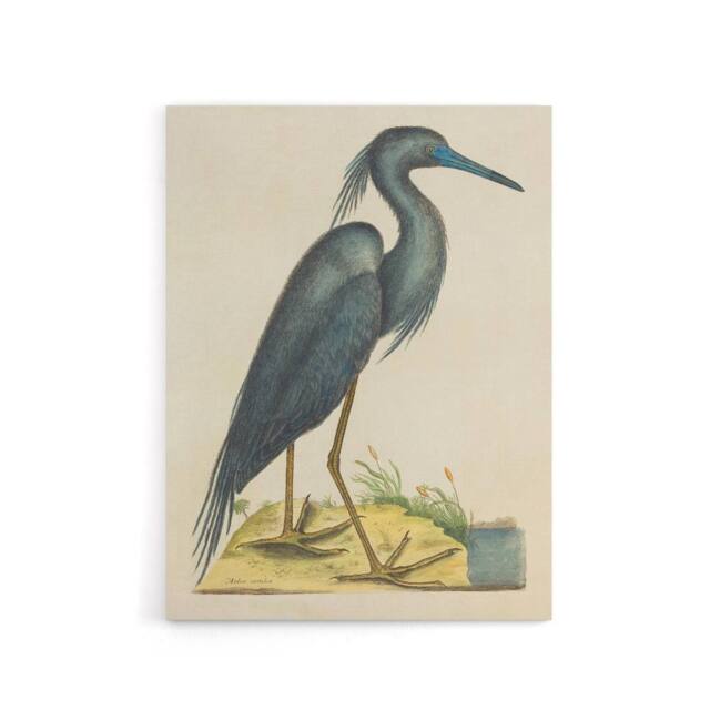 "Artery8 Blue Heron Natural History Illustration Catesby Canvas Wall Art in Beige - Size: W18"" x H24""" - image 1