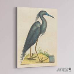 "Artery8 Blue Heron Natural History Illustration Catesby Canvas Wall Art in Beige - Size: W18"" x H24""" - thumbnail 2