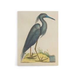 "Artery8 Blue Heron Natural History Illustration Catesby Canvas Wall Art in Beige - Size: W18"" x H24""" - thumbnail 1