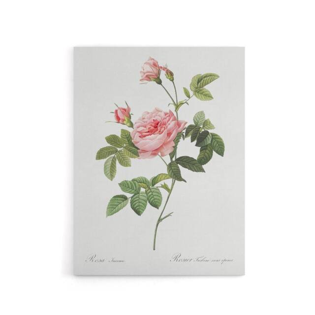 "Artery8 Boursault Rose Floral Redoute Vintage Canvas Wall Art in White - Size: W18"" x H24""" - image 1