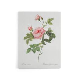 "Artery8 Boursault Rose Floral Redoute Vintage Canvas Wall Art in White - Size: W18"" x H24""" - thumbnail 1