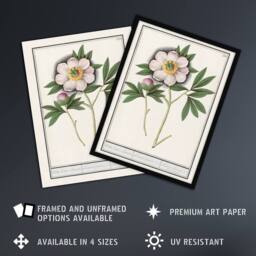 Artery8 Blooming Peony Flower Anselmus de Boodt Framed Wall Art Print in White - Size: A4 - thumbnail 2