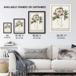Artery8 Blooming Peony Flower Anselmus de Boodt Framed Wall Art Print in White - Size: A4 - thumbnail 3