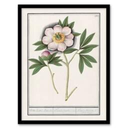 Artery8 Blooming Peony Flower Anselmus de Boodt Framed Wall Art Print in White - Size: A4 - thumbnail 1
