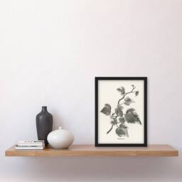 Artery8 Vintage Botanical Marginata Ivy Hibberd Framed Wall Art Print in White - Size: A4 - thumbnail 2