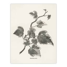 Artery8 Vintage Botanical Marginata Ivy Hibberd Framed Wall Art Print in White - Size: A4 - thumbnail 3