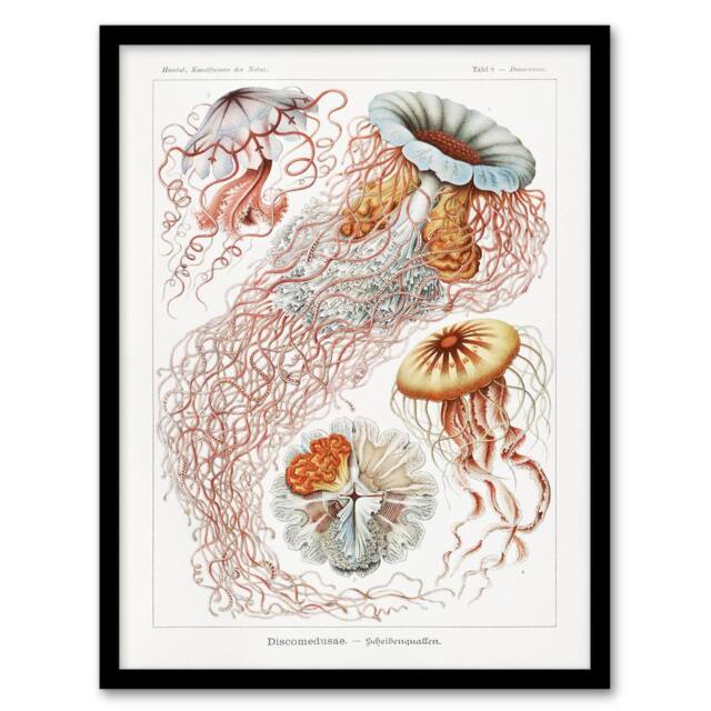 Artery8 Lion's Mane Jellyfish Haeckel Botanical Framed Wall Art Print in White - Size: A4 - image 1