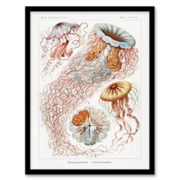 Artery8 Lion's Mane Jellyfish Haeckel Botanical Framed Wall Art Print in White - Size: A4 - thumbnail 1