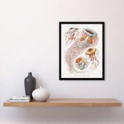 Artery8 Lion's Mane Jellyfish Haeckel Botanical Framed Wall Art Print in White - Size: A4 - thumbnail 4