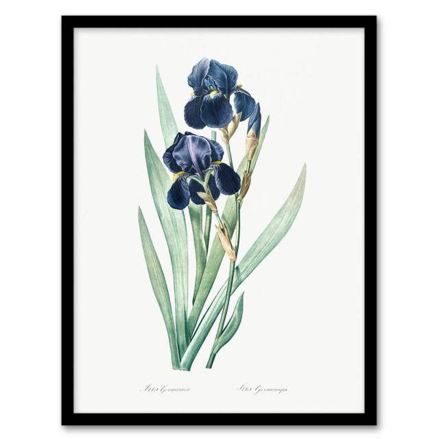 Artery8 Pierre Joseph Redoute Framed Wall Art Bearded Iris Vintage Botanical in White - Size: A4 - image 1