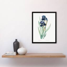 Artery8 Pierre Joseph Redoute Framed Wall Art Bearded Iris Vintage Botanical in White - Size: A4 - thumbnail 2