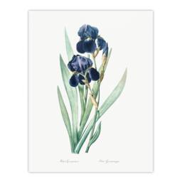 Artery8 Pierre Joseph Redoute Framed Wall Art Bearded Iris Vintage Botanical in White - Size: A4 - thumbnail 3