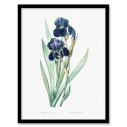 Artery8 Pierre Joseph Redoute Framed Wall Art Bearded Iris Vintage Botanical in White - Size: A4 - thumbnail 1