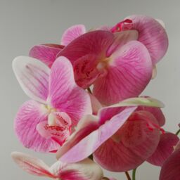 Leaf 70cm Artificial Orchid Light Pink with Black Ceramic Planter - thumbnail 5