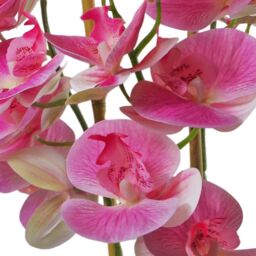 Leaf 70cm Artificial Orchid Light Pink with Black Ceramic Planter - thumbnail 2