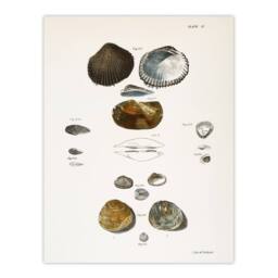 "Artery8 James Ellsworth De Kay Various Types of Seashells Wall Art Print in White - Size: W12"" x H16""" - thumbnail 1